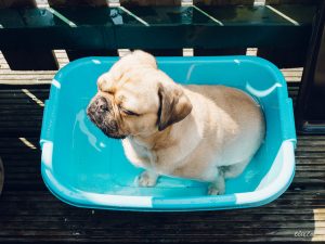 19245979059_79727f5c7e_z