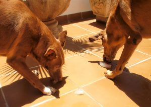 helado casero perros