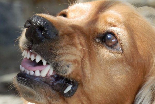 agresividad canina etología veterinaria comportamiento ebavet