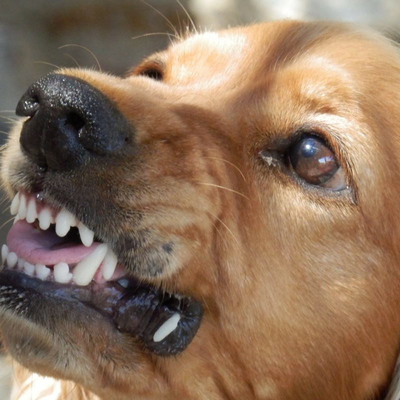 agresividad canina etología veterinaria comportamiento ebavet