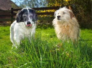 dogs-2215853_1920
