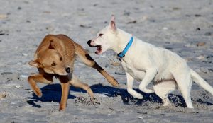 dogs-817000_1920