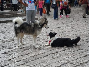 huskies-1757508_1920