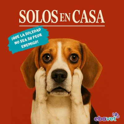 ansiedad por separación perros