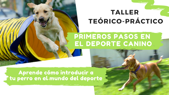 ebavet deporte perro