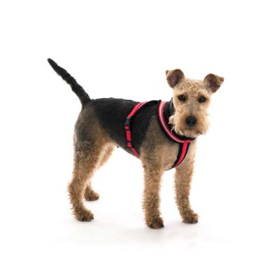 Arnés acolchado Comfy Harness